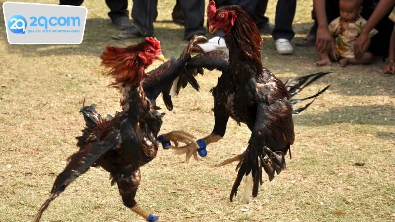 Đá gà ăn tiền 2qcom - Trận đấu hot từ trường gà Campuchia 3 Các loại cược đá gà ăn tiền 2qcom phổ biến