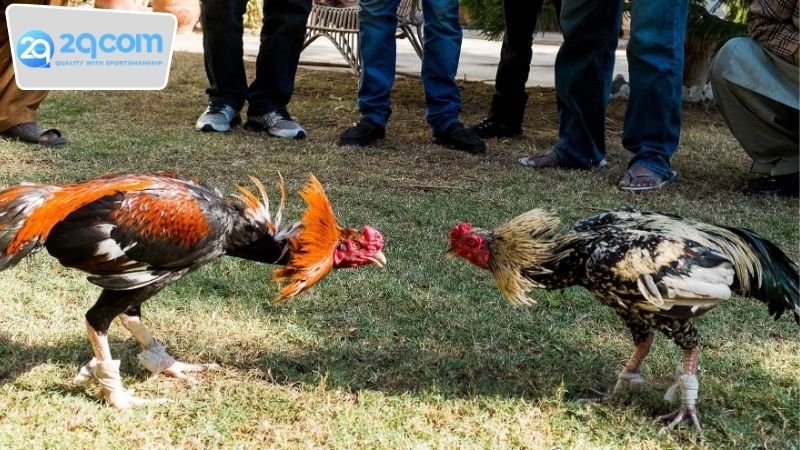 Đá gà Campuchia 2qcom - Trải Nghiệm Cá Cược Thú Vị 3 Kinh nghiệm chơi đá gà Campuchia 2qcom từ cao thủ